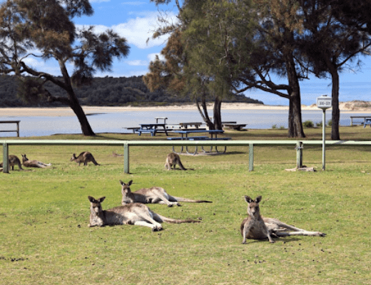 camping site in Shoalhaven